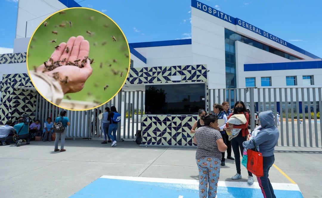 El ataque de abejas ocurrió en una vivienda del municipio de Coatzingo | Foto: EsImagen/RRSS