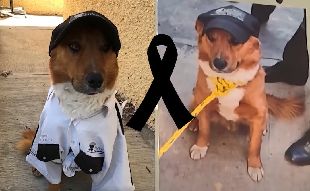 Zeus, el perrito vigilante del IMSS La Margarita, murió atropellado | Foto: RRSS