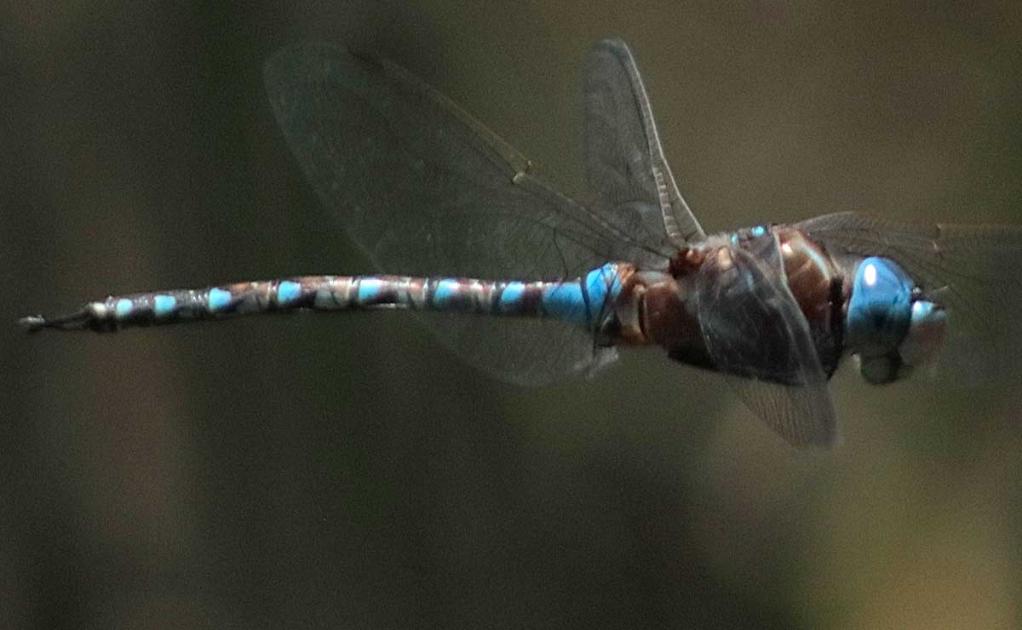 Libélulas en peligro de extinción