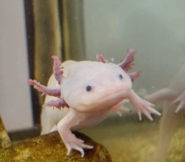 En Chignahuapan puedes visitar el Museo Mexicano del Axolote | Foto: Instagram jackets773