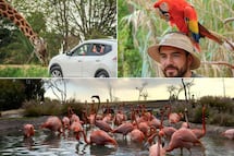 ¿Cuánto cuesta entrar a Africam Safari en el megapuente de mayo 2026?