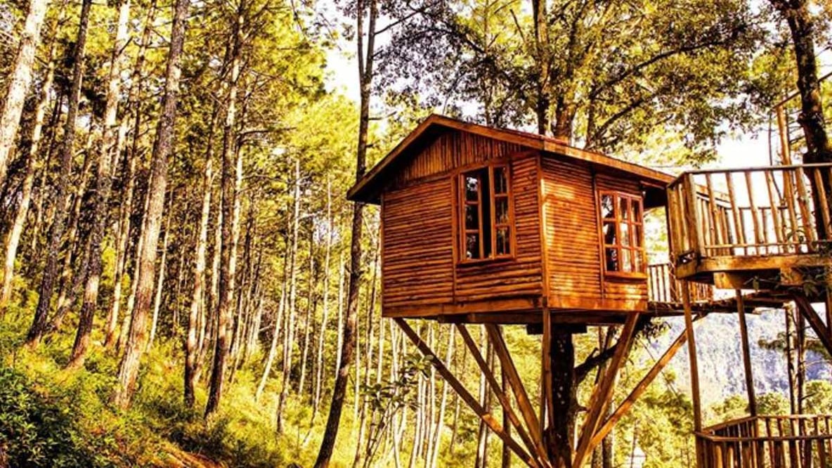 Foto: Facebook Kali-Tree