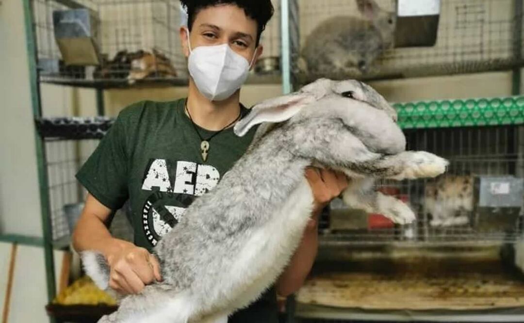 Los conejos son criados en Huauchinango. Foto: Kiro Yakin / Instagram