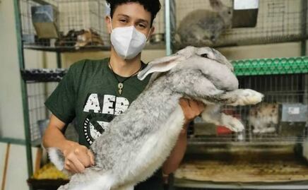 Cuánto cuestan los conejos más grandes del mundo que se crían en Puebla