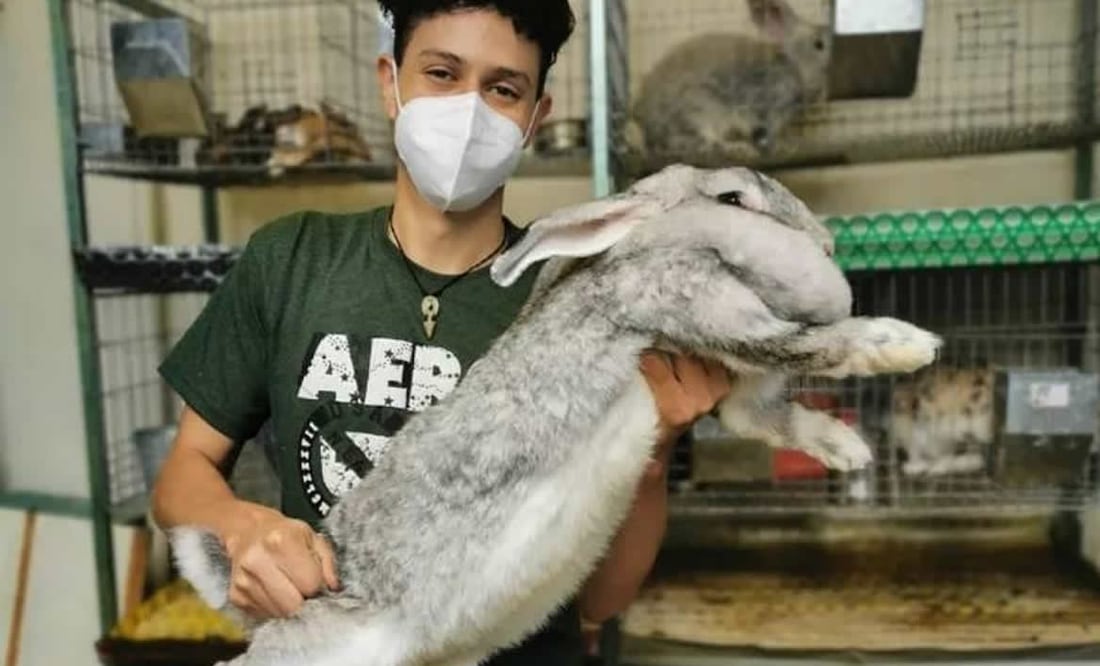 Los conejos son criados en Huauchinango. Foto: Kiro Yakin / Instagram