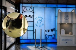 Llega el Museo del Gato a CDMX: dónde estará, precios y cuándo abre