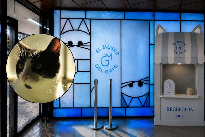 Llega el Museo del Gato a CDMX: dónde estará, precios y cuándo abre