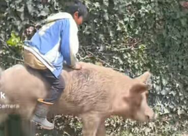 Video: imagina vivir en Europa y perderte al niño que monta cerdos