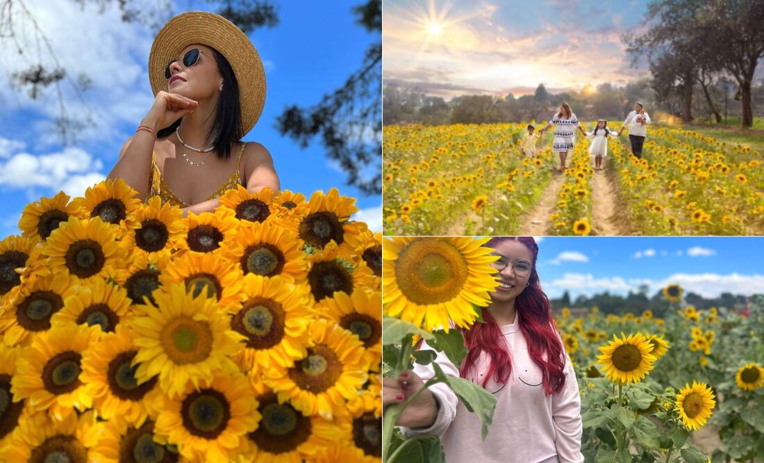 Podrás participar en la temporada de cosecha y disfrutar de diversas actividades I Foto: Santum