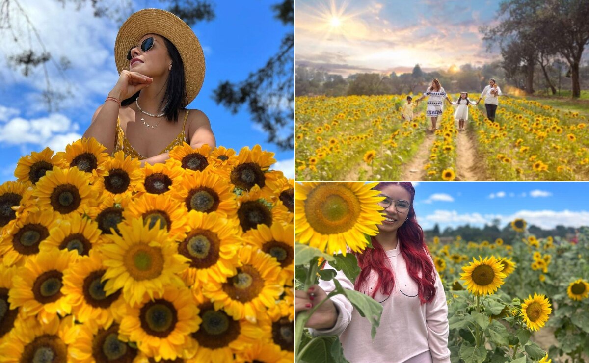 Este es el campo de girasoles más instagrameable de México muy cerca de Puebla