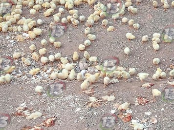 Hallan tiradero de pollitos en Coxcatlán