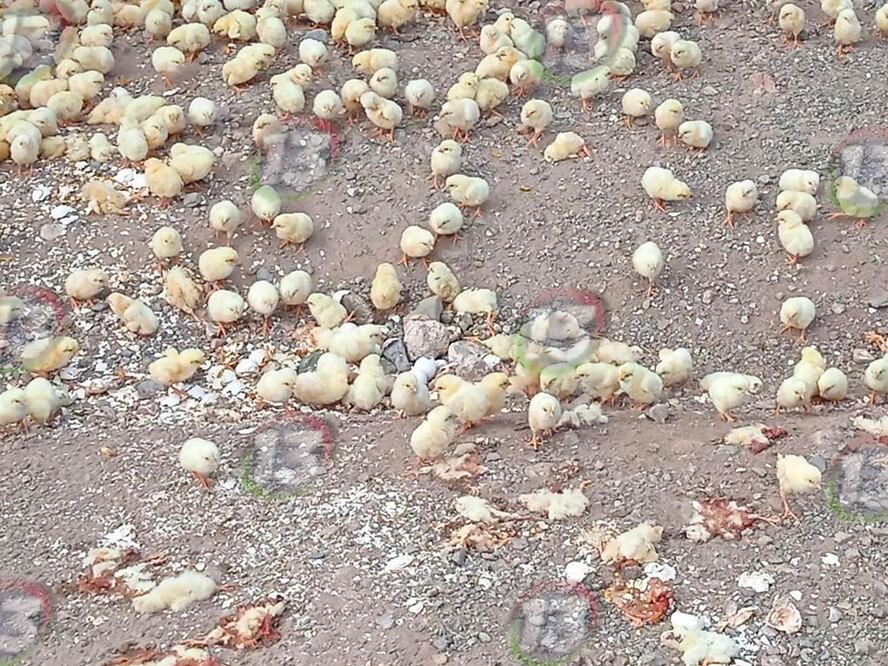 Foto: Instituto de Bienestar Animal