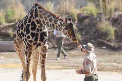Vacantes de empleo en Africam Safari por temporada navideña, estos son los requisitos
