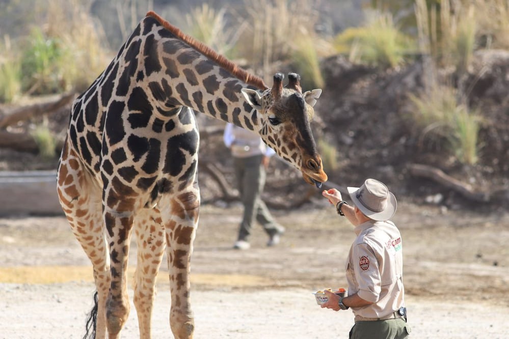 Si quieres trabajar en Africam Safari, esta es tu oportunidad | Foto: EsImagen