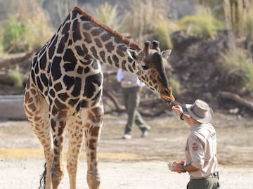 Vacantes de empleo en Africam Safari por temporada navideña, estos son los requisitos