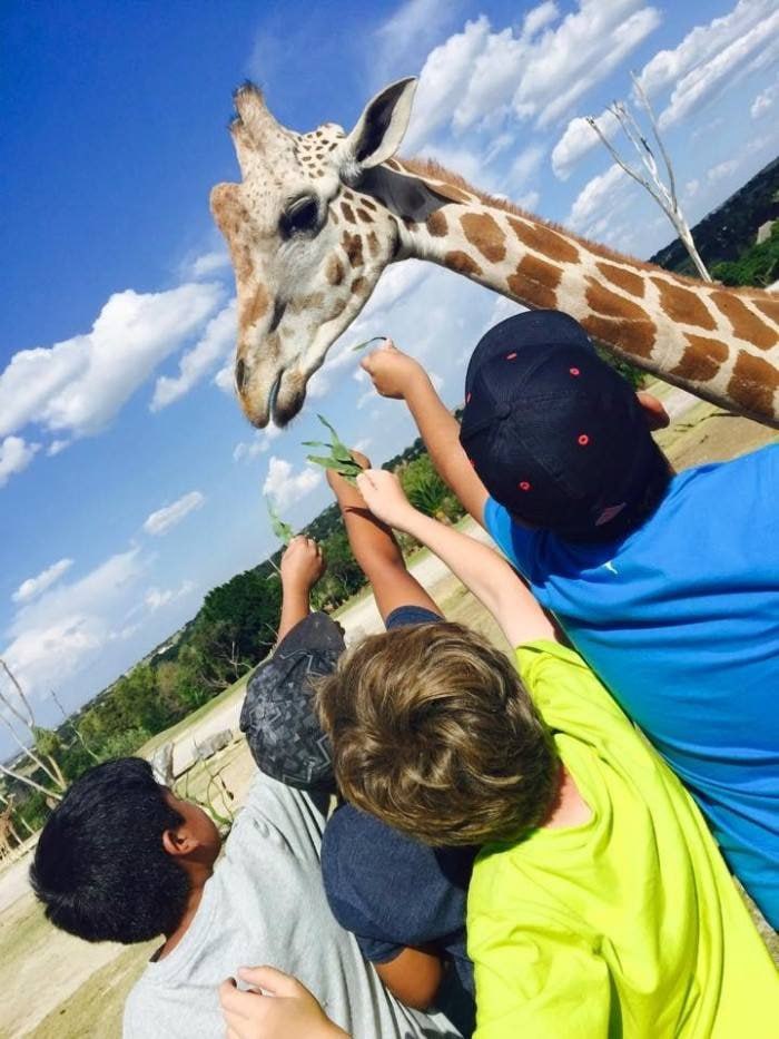 El campamento de verano de Africam Safari inicia en julio | Foto: Watusi Watoto Safari Camp