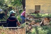 “Gatito, levántese”, hombre agrede a león en zoológico de Guadalajara
