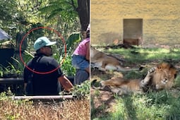 “Gatito, levántese”, hombre agrede a león en zoológico de Guadalajara