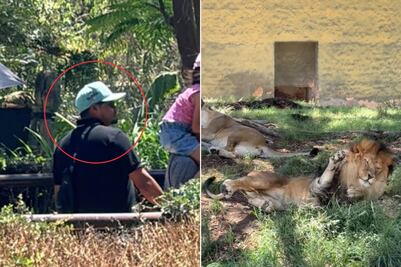 “Gatito, levántese”, hombre agrede a león en zoológico de Guadalajara
