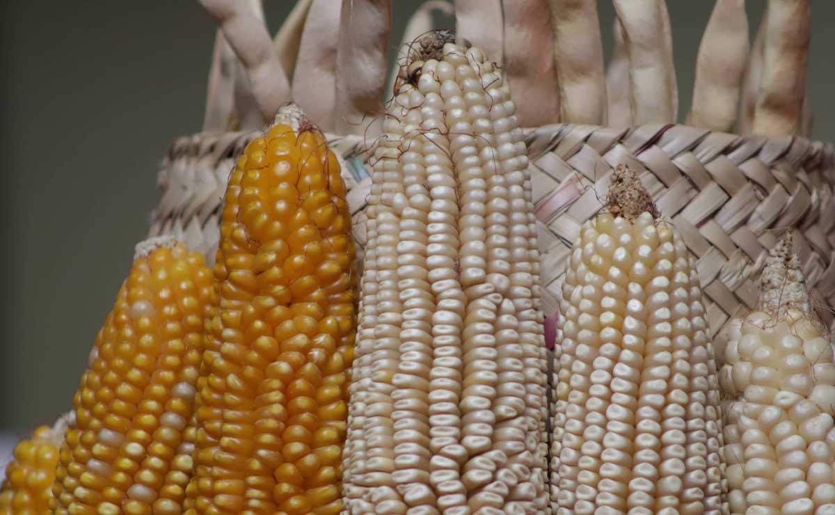 Para ser autosuficiente, México debe aumentar 60% la producción de maíz: UPAEP