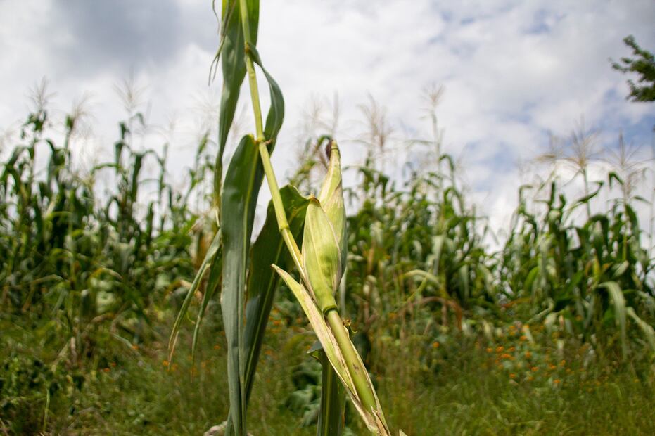 Por lo menos en 5 municipios del estado aún se emplean algunos tipos de químicos contra las plagas | EsImagen