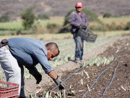 De Puebla para el mundo, la flor de jamaica que conquista a los europeos 