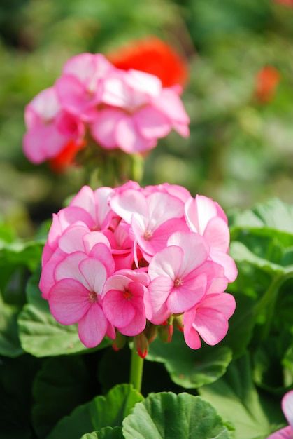 Prepara tu jardín para recibir la primavera con estas plantas resistentes al sol. Fuente: Freepik.