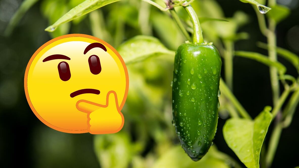 ¿El chile es fruta o verdura? La respuesta a esta duda te puede sorprender
