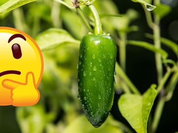 ¿El chile es fruta o verdura? La respuesta a esta duda te puede sorprender