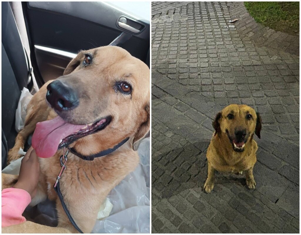 Dos perritos más fueron apadrinados por la Asociación TAC | Foto: Gobierno del Estado