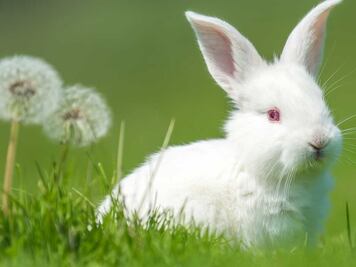 ¿Cómo es la cola de los conejos? Este es el fin de un mito