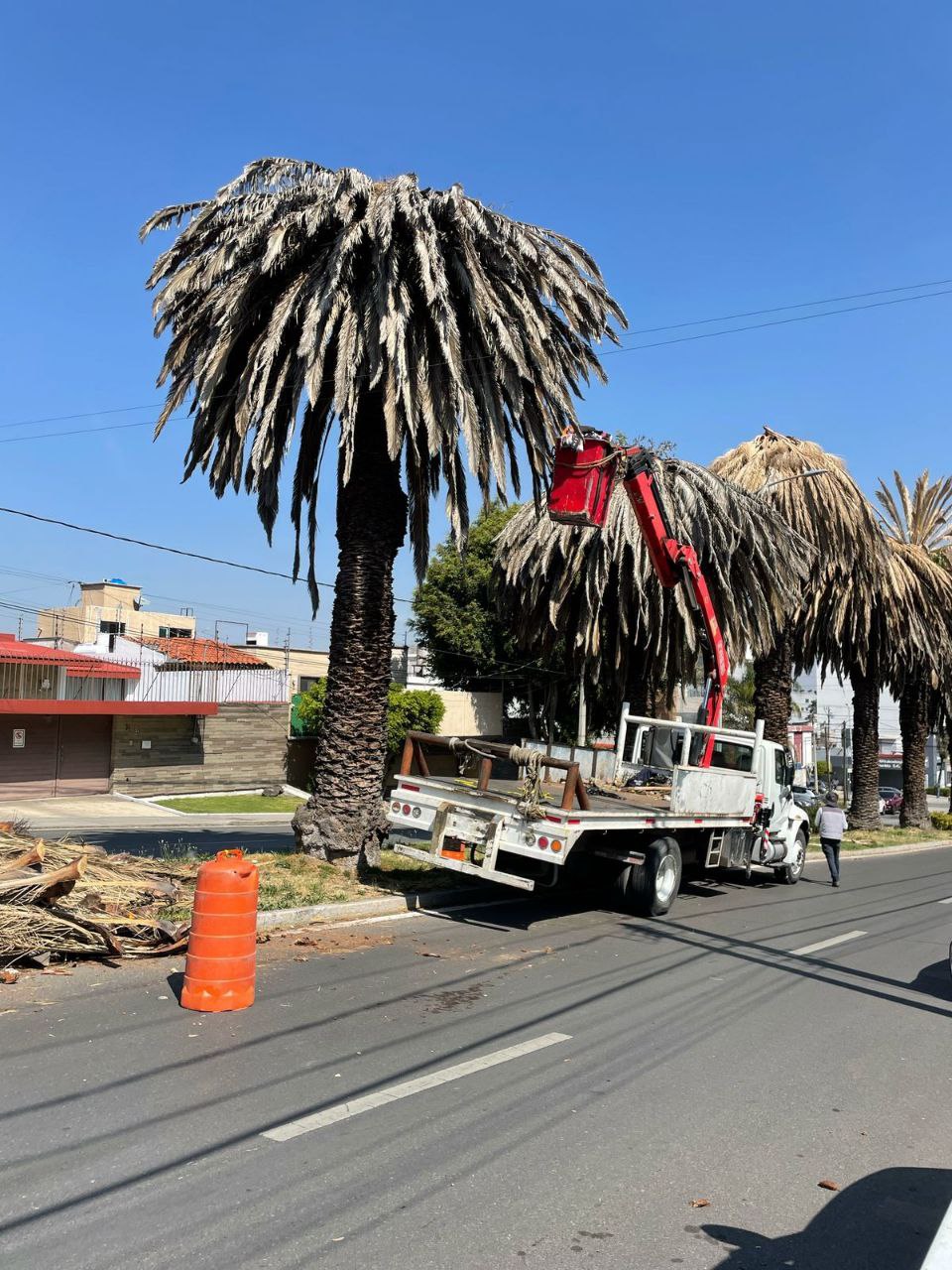 Gobierno de la Ciudad realiza intervenciones en palmeras en la Colonia La Paz y Avenida Juárez