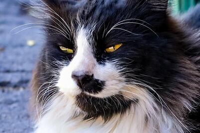 ¿A qué edad se considera viejo un gato?