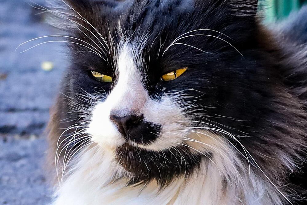 La leyenda cuenta que los gatos tienen siete vidas, pero realmente envejecen | Foto: EsImagen