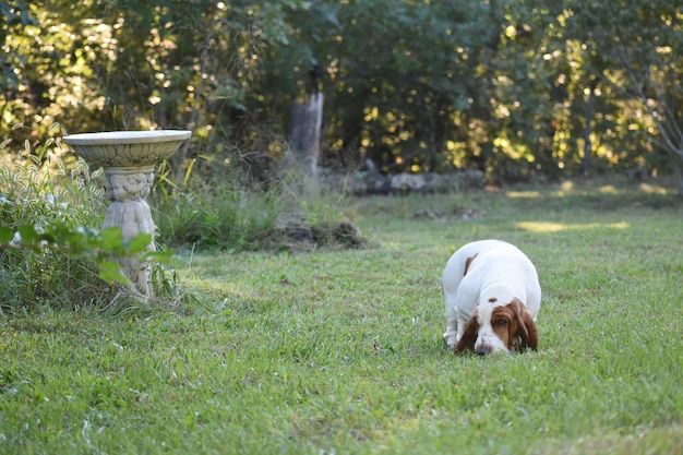 Descifrando el misterio de ¿por qué los perros comen pasto?. Fuente: Freepik.