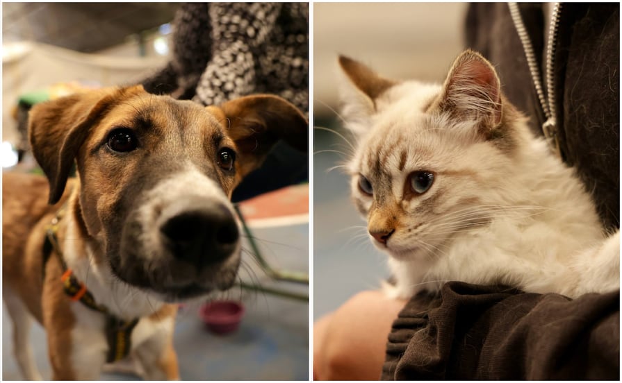 Anuncian Jornadas de Adopción de Gatitos y Perritos en la ciudad de Puebla