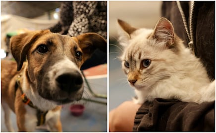 Anuncian Jornadas de Adopción de Gatitos y Perritos en la ciudad de Puebla