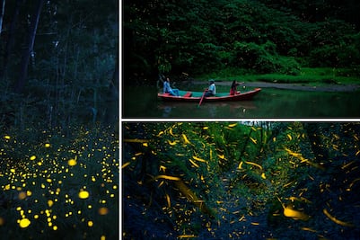 Conoce el bosque encantado de Puebla donde puedes ver luciérnagas en verano