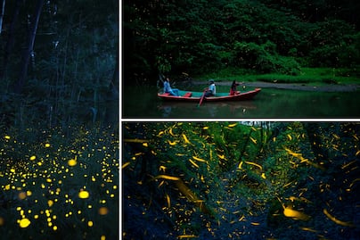 Conoce el bosque encantado de Puebla donde puedes ver luciérnagas en verano