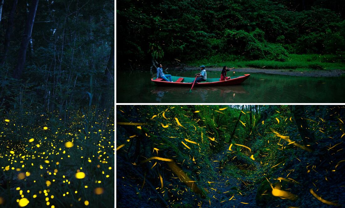 En el entorno boscoso de Puebla puedes ver luciérnagas | Foto: SECTUR / Pexels / istockphoto