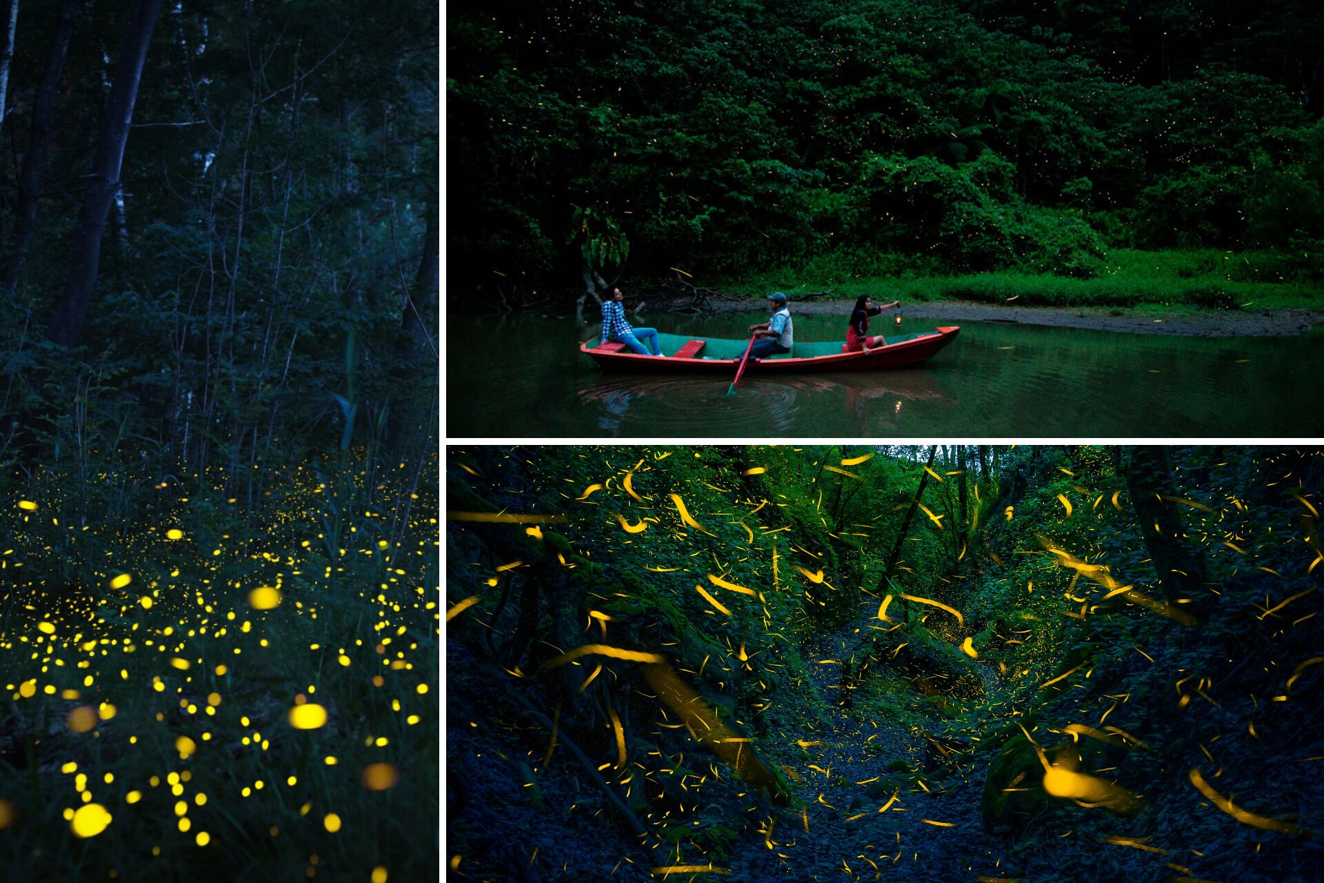 Conoce el bosque encantado de Puebla donde puedes ver luciérnagas en verano