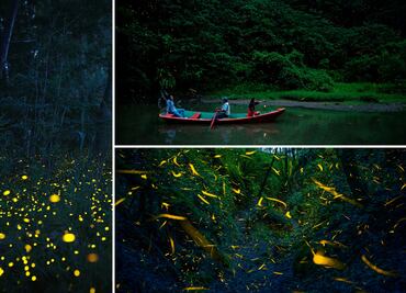 Conoce el bosque encantado de Puebla donde puedes ver luciérnagas en verano