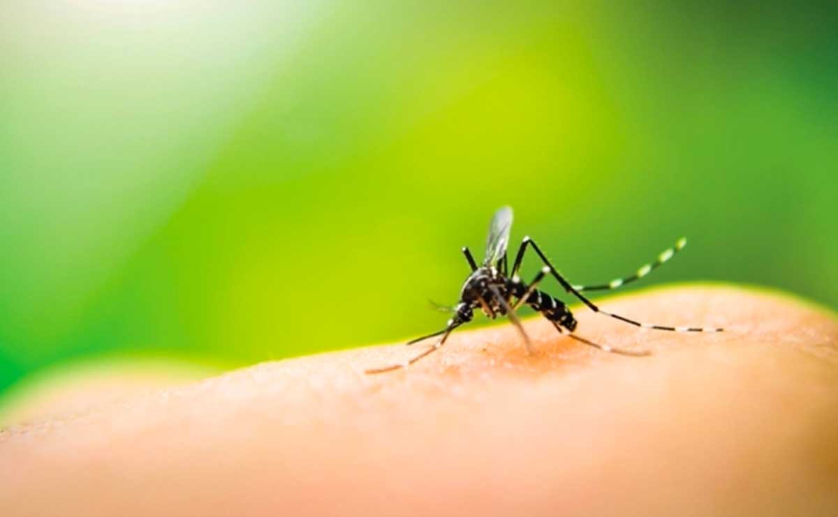 Día Internacional contra el dengue: en Puebla va a la baja