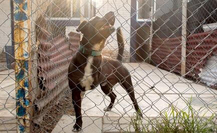 Hasta 8 años de cárcel para quien maltrate animales en Puebla