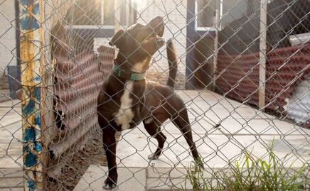 Hasta 8 años de cárcel para quien maltrate animales en Puebla