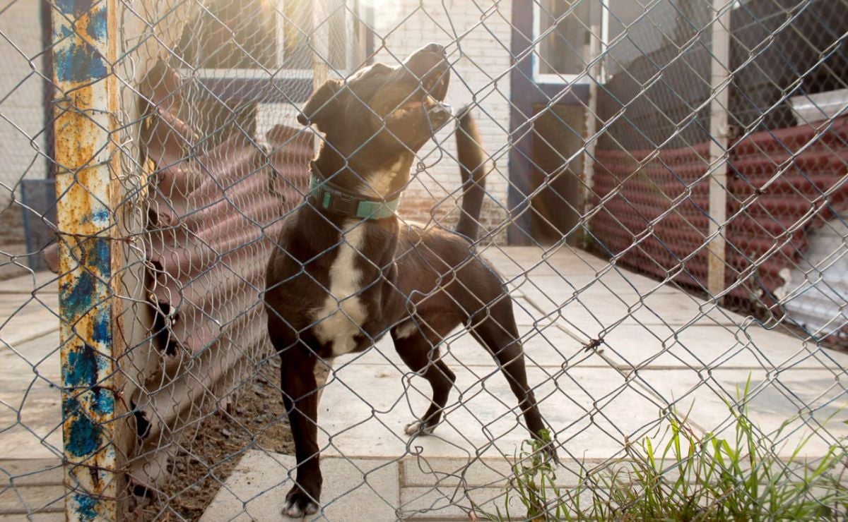 De acuerdo con la última reforma al Código Penal del Estado de Puebla, el maltrato animal se considera un delito | Foto: Agencia Es Imagen para El Universal Puebla
