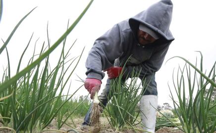 Doce alimentos del futuro se cosechan en Puebla  