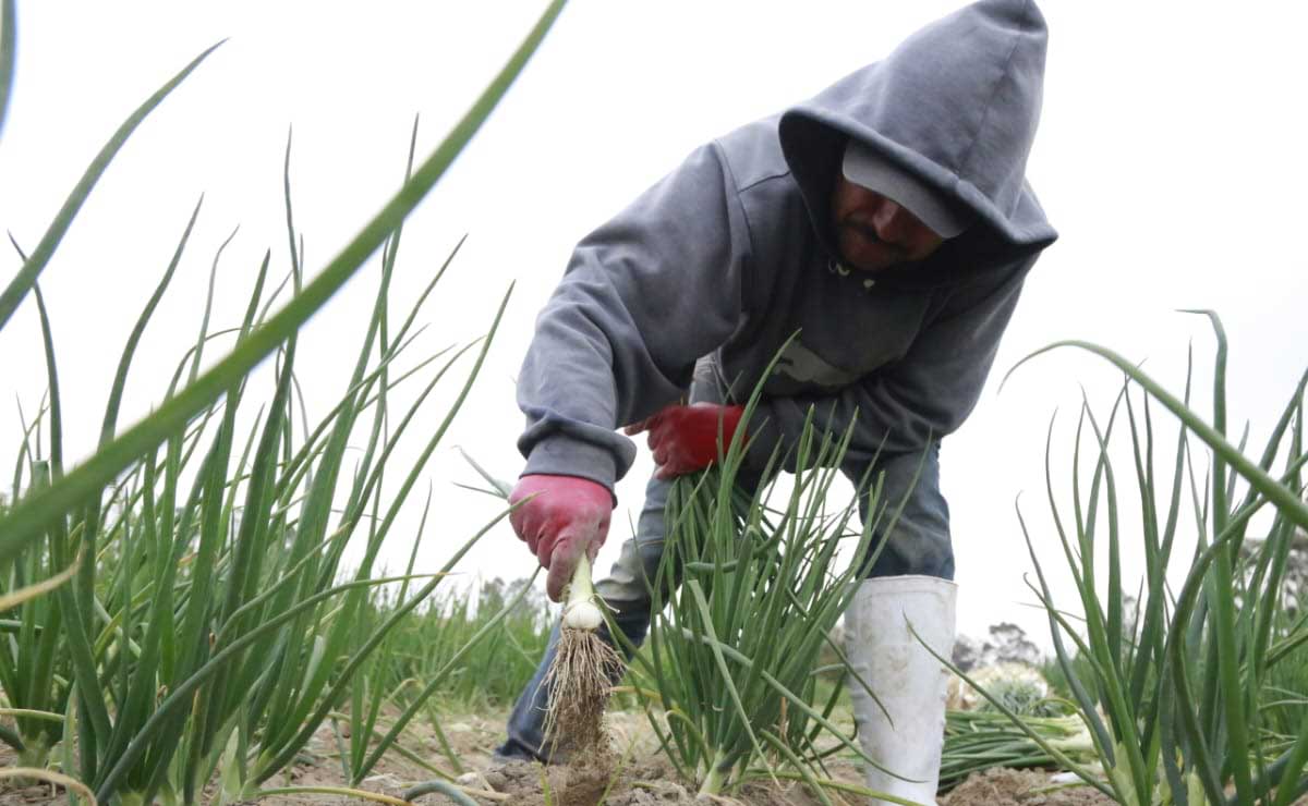 Puebla produce varios de los alimentos sustentables para el medio ambiente | Foto: Agencia Es Imagen para El Universal Puebla