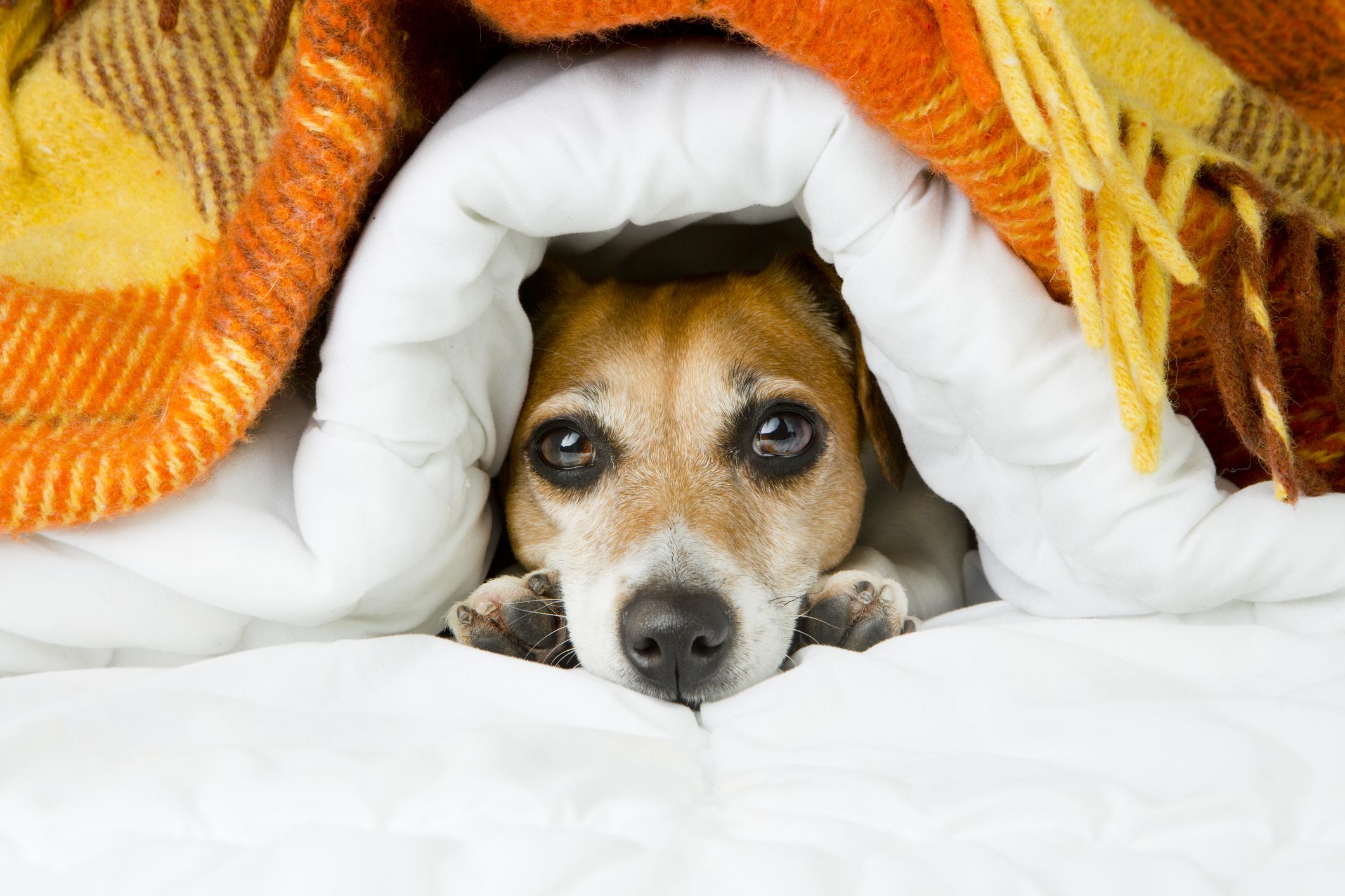Siguiendo estas recomendaciones, podrás asegurar que tu mascota esté cómoda, saludable y protegida durante los meses de invierno.

Foto: Producción El Universal Puebla