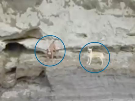 ¡Están vivos! Los perritos Spay y su amigo siguen dentro del socavón
